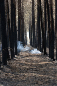 perte-dispositifs-biogeco-incendies-2026