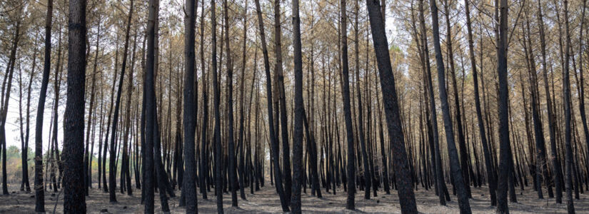 Incendie-2026-foret