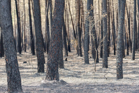 Incendie-Pierroton-2026